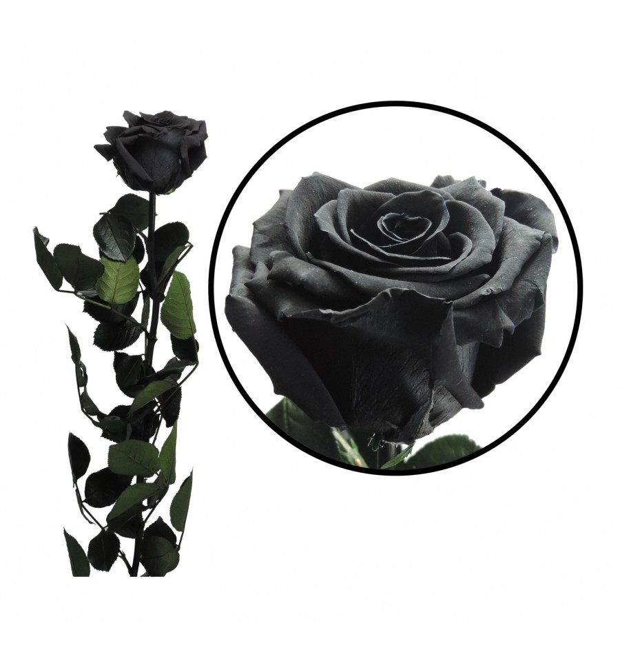 Rosa Preservada ↨55 cm Negra en caja de acetato