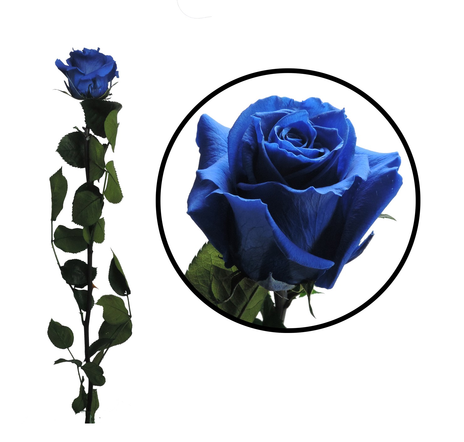 Rosa Preservada ↨55 cm Azul en caja de acetato