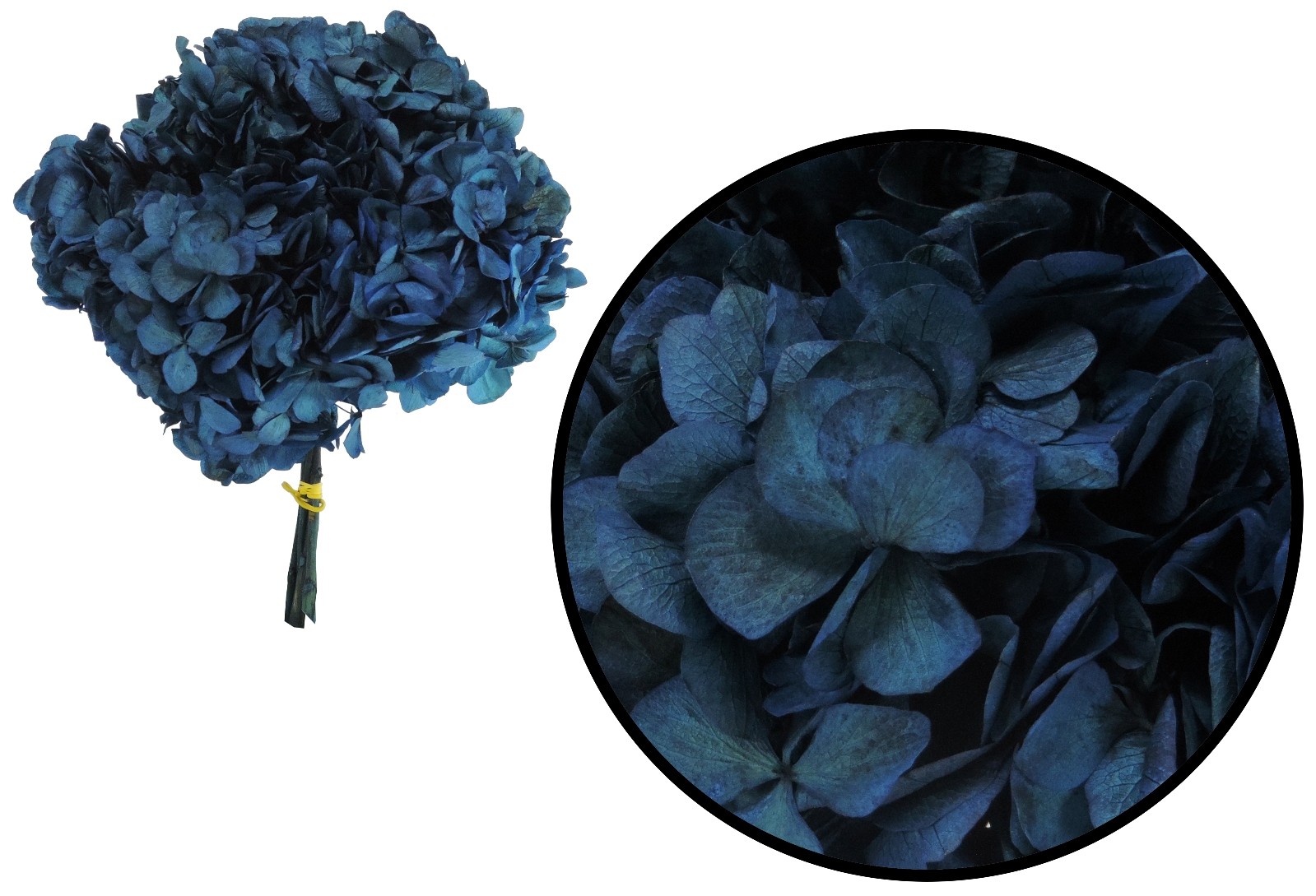 Hortensia Azul Preservada