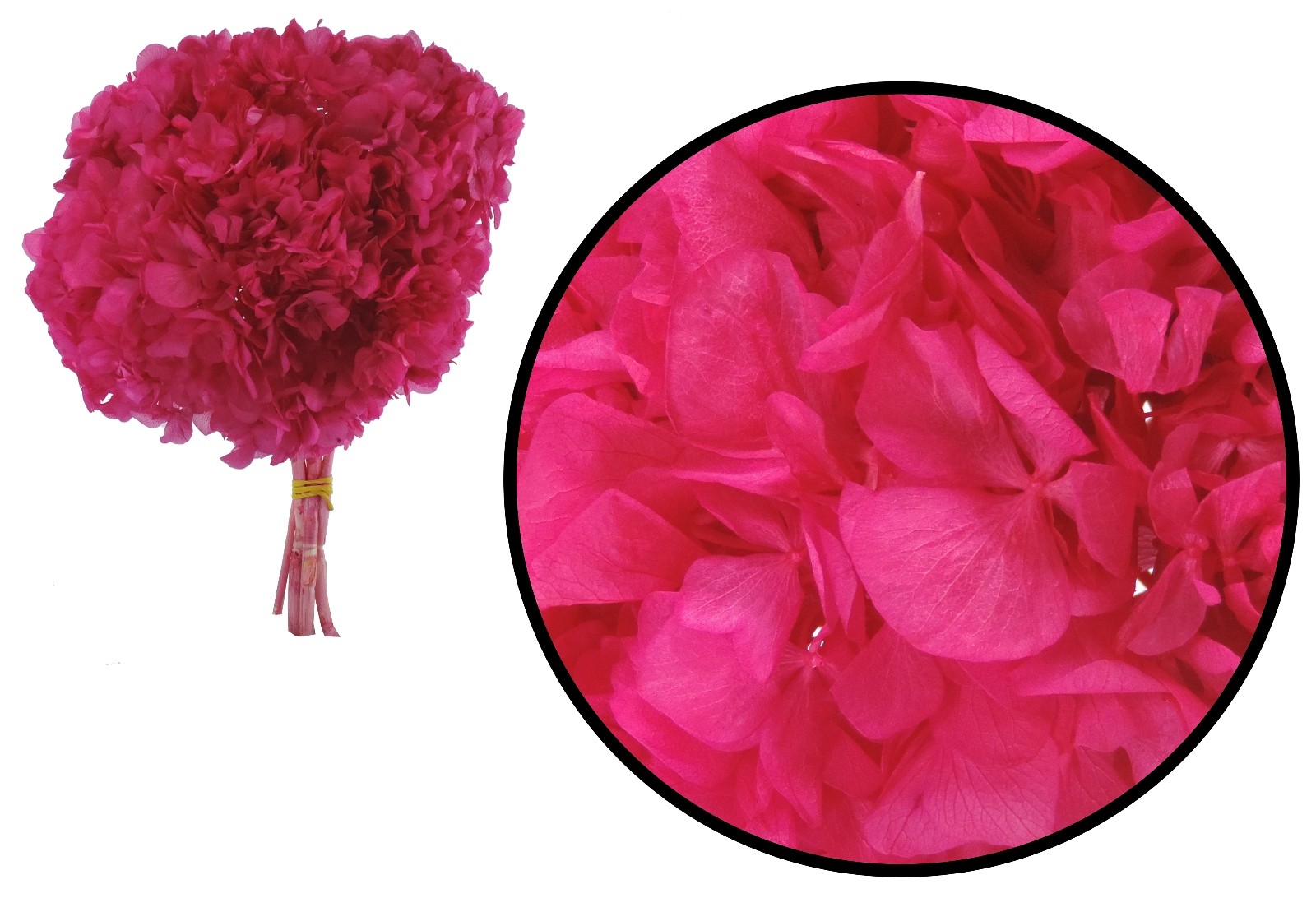 Hortensia Fucsia Preservada