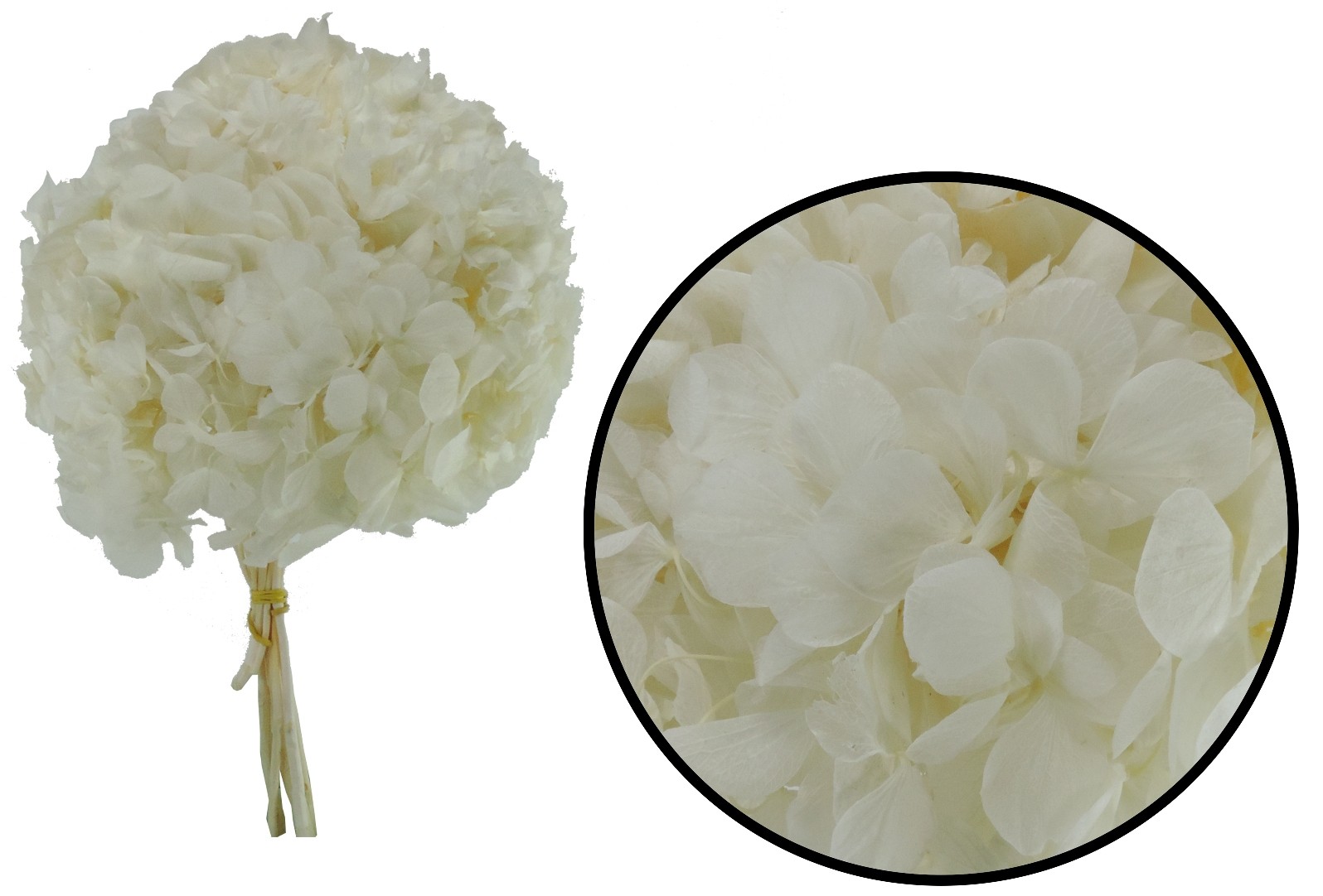 Hortensia Blanco Roto Preservada