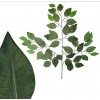 Vara Ficus Verde Oscuro