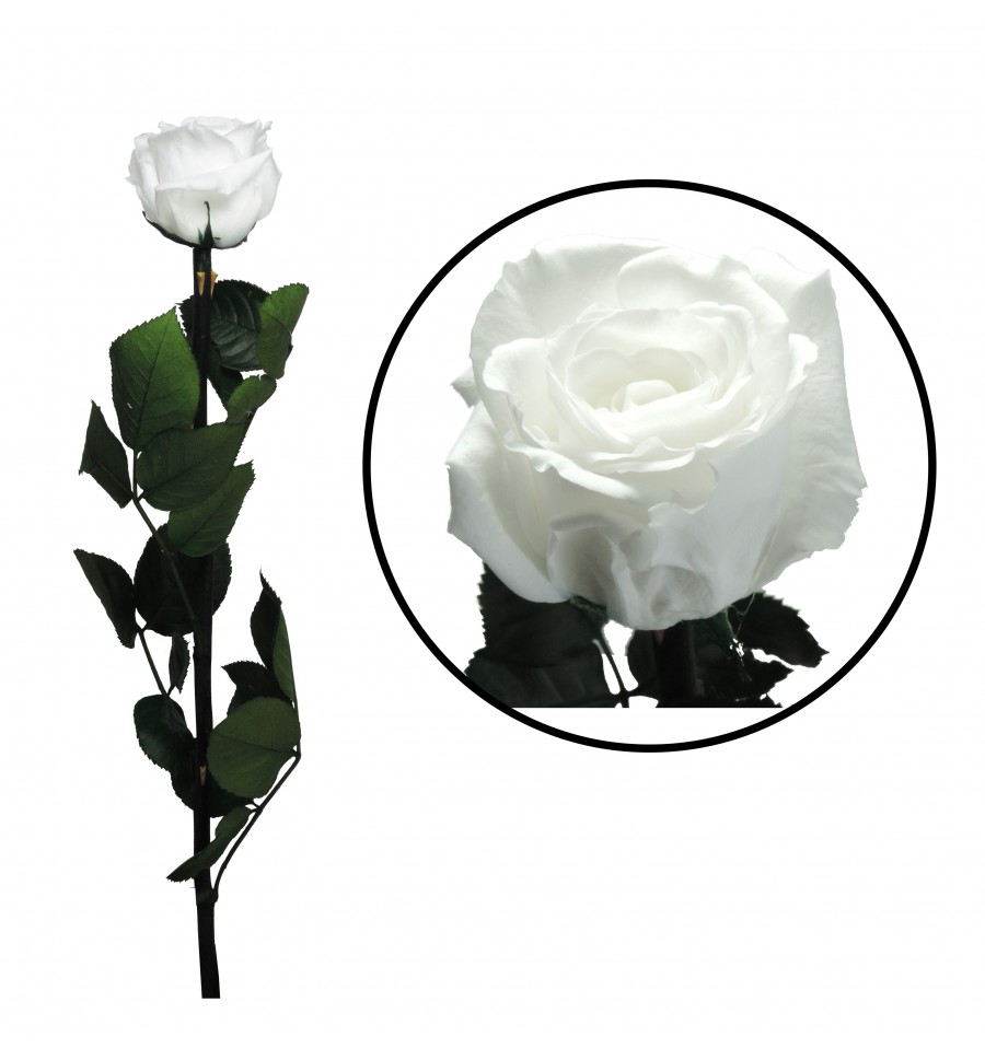 Rosa Preservada ↨55 cm Blanca a granel