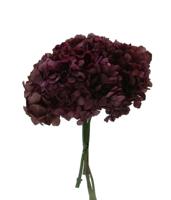 Hortensia Violeta Oscuro Preservada