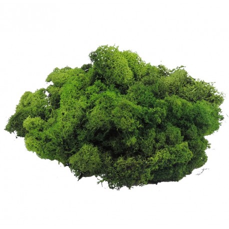 Musgo Filandes Verde Oscuro 500 gr