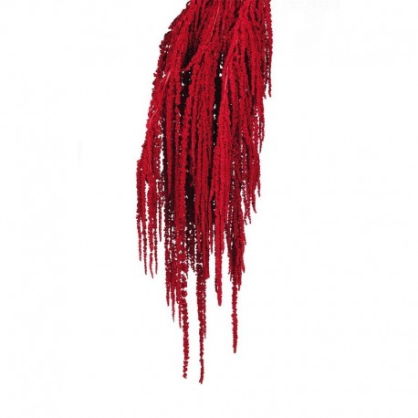 Amaranthus Caudatus Preservado Rojo oscuro