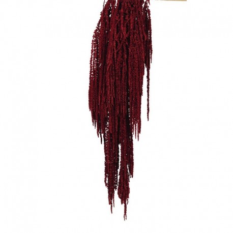 Amaranthus Caudatus Preservado Rojo oscuro