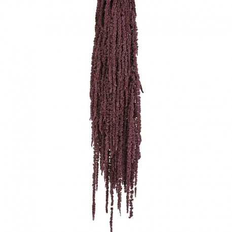 Amaranthus Caudatus Preservado Rojo oscuro