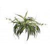 Planta spider verde 50cm