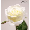 Rosa 65cm crema