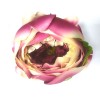 Cabeza de Peonia Ø13cm Fucsia/Crema